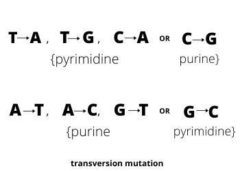 Types of mutation, defintion, significance - The Virtual Notebook