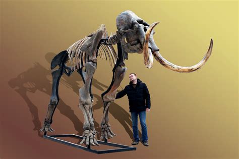 Russian woolly mammoth skeleton (Mammuthus primigenius) photos — PaleoArt.com