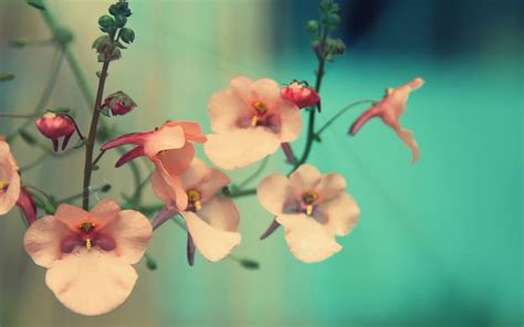 1080P free download | Flowers, Flower, HD wallpaper | Peakpx