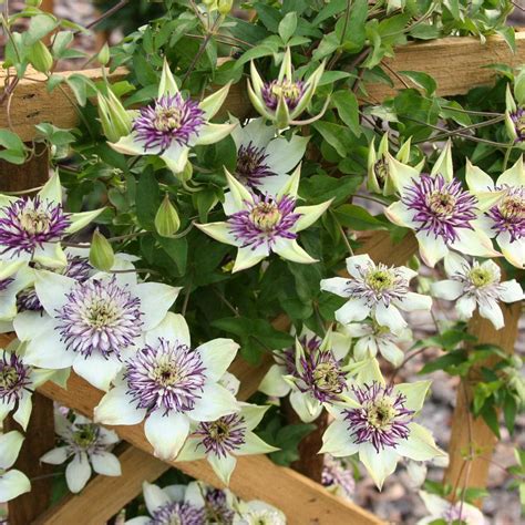 Clematis Standard Florida Sieboldii - 1 Starter Plant 1 Year Plug - Longfield Gardens