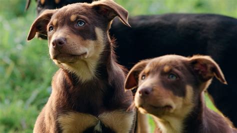 Muster Dogs behind-the-scenes: How to train a working dog - ABC listen