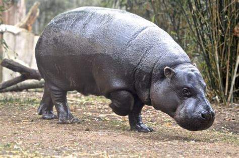 Pygmy Hippo: 16 Fun Facts About This Dwarf Species