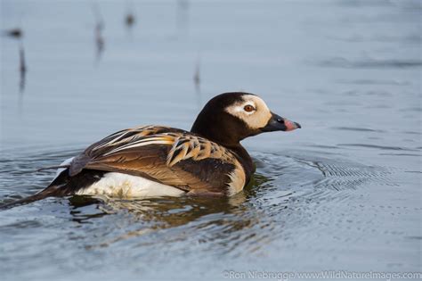 Long-tailed duck | Photos by Ron Niebrugge