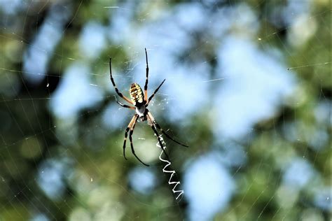 Yellow Garden Spider In Web Free Stock Photo - Public Domain Pictures