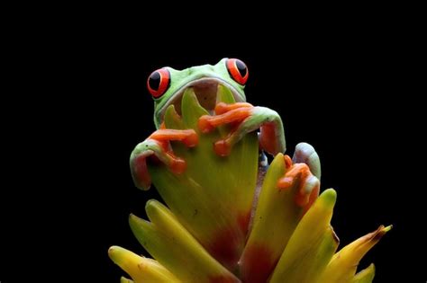 Premium Photo | Red-eyed tree frog closeup on flower