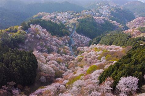 10-14 days Japan cherry blossom itineraries — the wandering cam