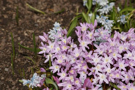 Idaho Botanical Garden in Early Spring