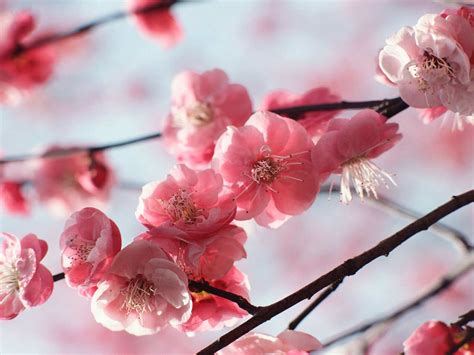 The best cherry trees for early blossom - Saga