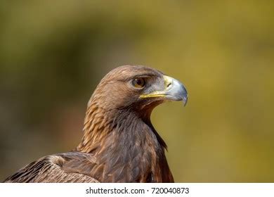 Golden Eagle Portrait Stock Photo 720040969 | Shutterstock