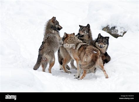 Wolf pack snow hi-res stock photography and images - Alamy