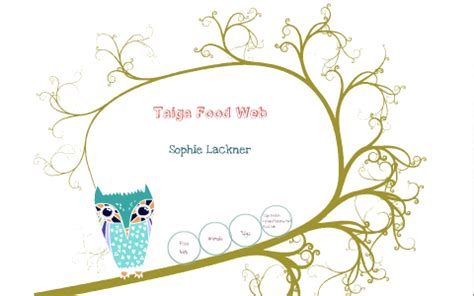 Taiga Food Web by Sophie L on Prezi