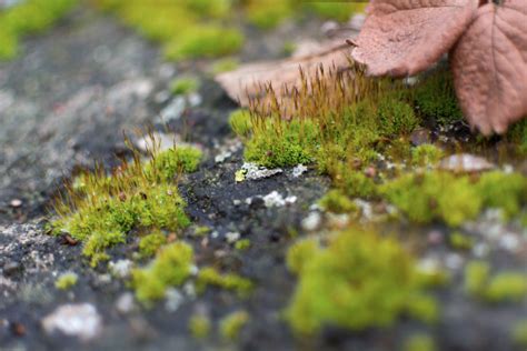 Moss Macro Photography | Copyright-free photo (by M. Vorel) | LibreShot