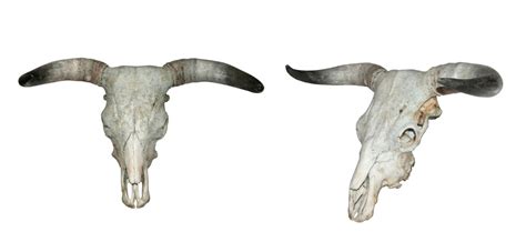 File:Taurus bull skull.jpg - Wikimedia Commons