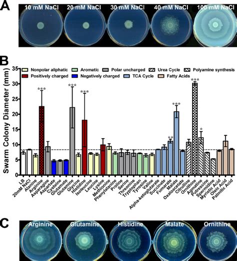 Identification of factors that promote Proteus mirabilis swarming. (A ...