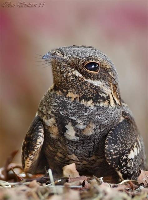 European Nightjar (Caprimulgus europaeus) European Nightjar (Caprimulgus europaeus) | the ...