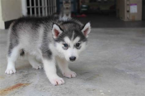 LovelyPuppy: Female Siberian Husky Puppy(Grey/White)