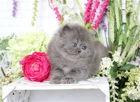 Blue Persian Kittens (Past Kittens)