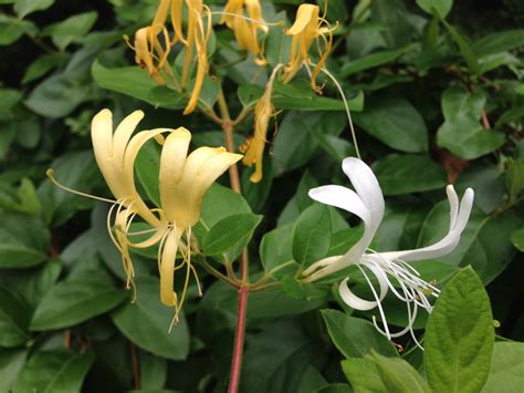 File:2014-08-30 12 03 55 Japanese Honeysuckle blossoms in Ewing, New Jersey.JPG - Wikimedia Commons