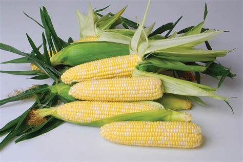 12 Must-Have Sweet Corn Varieties Growers Should Consider - Growing Produce