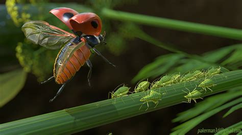 P Akerman - Greenbug eaten by Ladybird