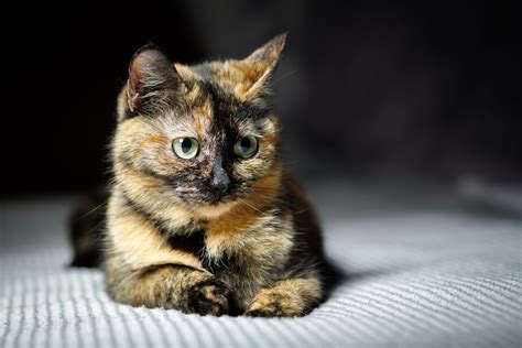 A Dash of Sass, a Pinch of Class: Understanding Tortoiseshell Cats ...