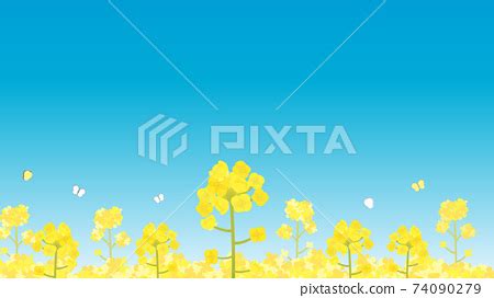 Rape blossoms blue sky scenery scenery - Stock Illustration [74090279] - PIXTA