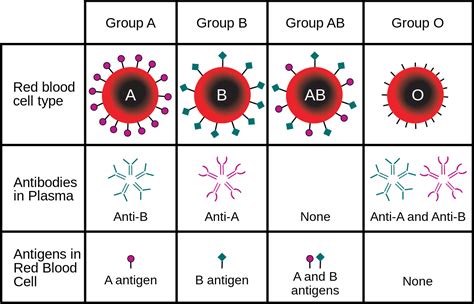 Reverse Blood Grouping: Principle, Procedure, Interpretation and ...