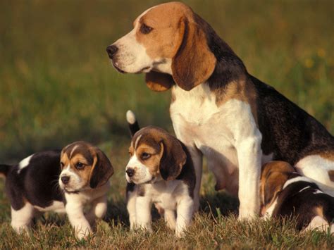 Cute Puppy Dogs: Small beagle puppies