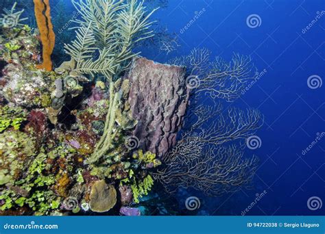 Giant Barrel Sponge Coral Reef Wall Stock Photo - Image of sponge, coral: 94722038