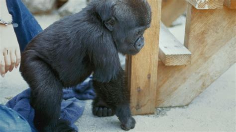 Koko - The Gorilla Who Talks - Early Days with Koko - Twin Cities PBS