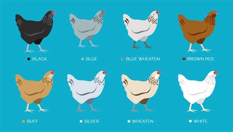 Ameraucana Chicken: Care Guide, Color Varieties and More (2022)