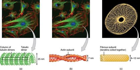 “Chapter 1 - Cytoskeleton” in “Fundamentals of Cell Biology” on OpenALG