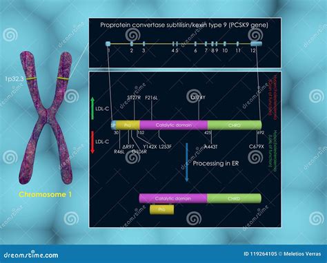 PCSK9 gene stock illustration. Illustration of metabolism - 119264105