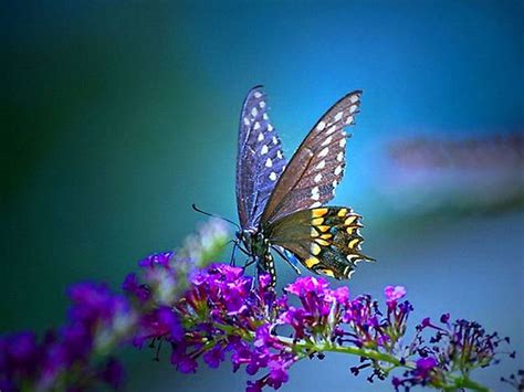 Colorful Butterfly - Wallpaper #30919