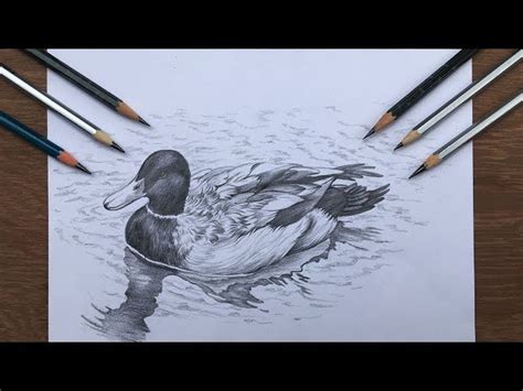 Realistic Duckling Drawing