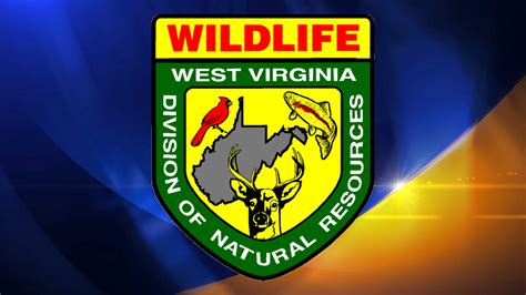 Paintings sought for 2019 West Virginia wildlife calendar