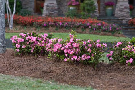 How Fast Do Encore Azaleas Grow? (Q&A) | Encore Azalea