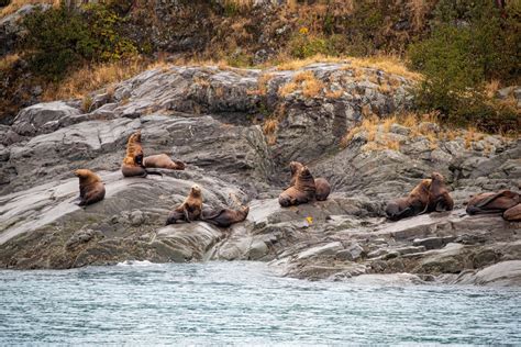 12 Best Places to Go Whale Watching in Alaska | Celebrity Cruises