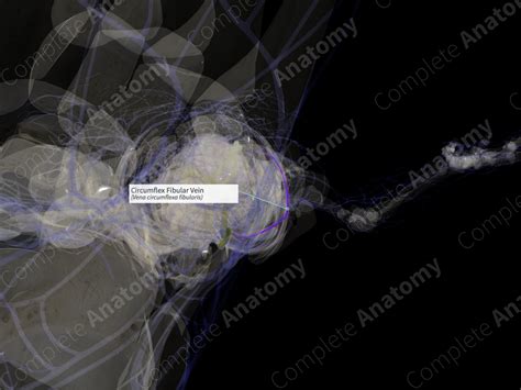 Circumflex Fibular Vein (Left) | Complete Anatomy