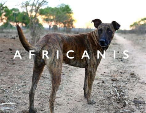 Africanis | Large dog breeds, Dog breeds, Big dogs