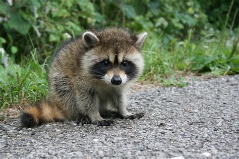 Curious raccoon baby. by Eegaas on DeviantArt