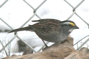 White-throated Sparrow information including identification, habitat & food