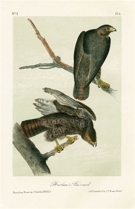 Audubon Bird Prints from Birds of America, 1st octavo edition 1840-1844