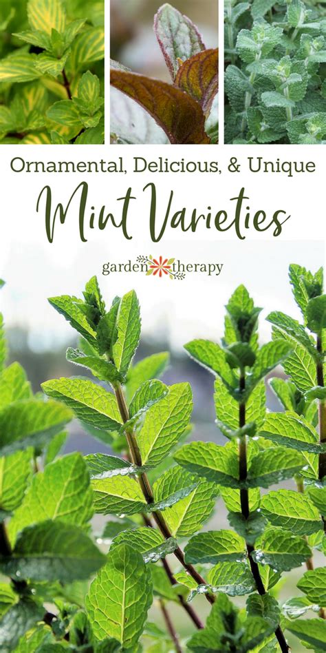 Ornamental, Delicious, and Unique Mint Varieties You Should be Growing ...