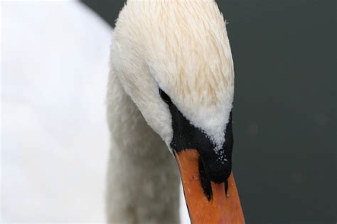 Swan Close up Royalty Free Photo