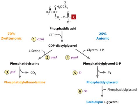 Phospholipid Metabolism: Synthesis of Phospholipid and MCQs for GPAT, NEET, CSIR NET, UPSC, SSC ...