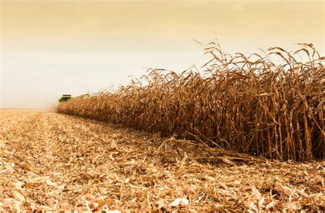 Corn Harvesting Images – Browse 570,754 Stock Photos, Vectors, and ...