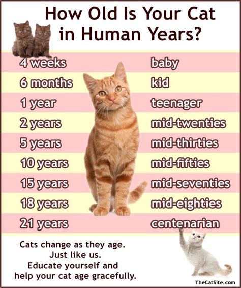 How Old Is My Kitten? [An Illustrated Guide] - TheCatSite