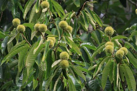 Chinese Chestnut Tree Facts, Uses, and Planting Tips - HubPages