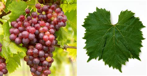 Ruby Seedless | Wein-Plus Glossary